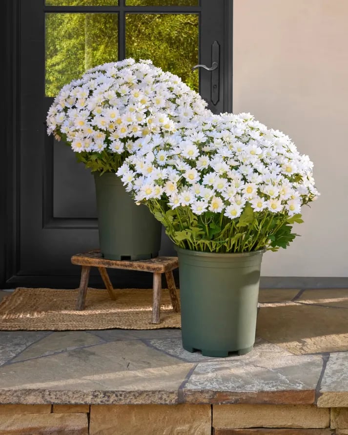 💥Siste dag! Kun 26 NOK per stk – Kunstige utendørsblomster “Sunset Mums” – UV-bestandige, vanntette og vindtette